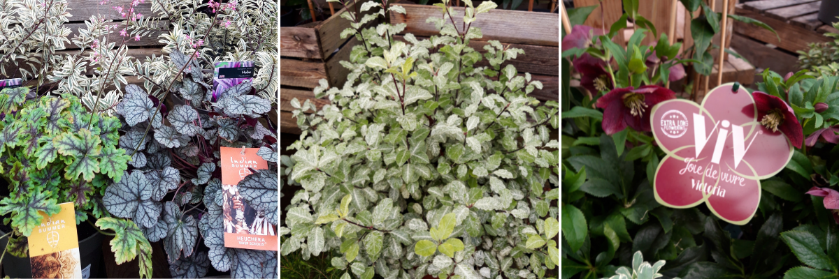 Winter perennials Elmwood Garden Centre Emerson s Green